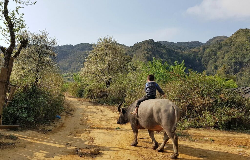 The wild cherry blossom of Vietnam’s northwest